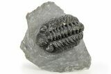 Phacopid (Adrisiops) Trilobite - Jbel Oudriss, Morocco #222413-3